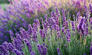 Lavender – Gentle Connection and Emotional Calm