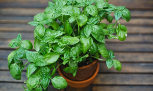 Basil